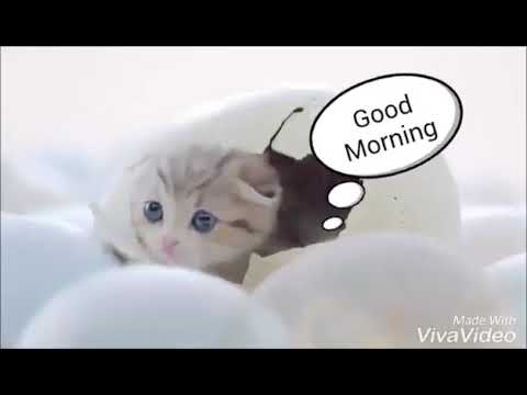 good-morning-cute-cat-gif