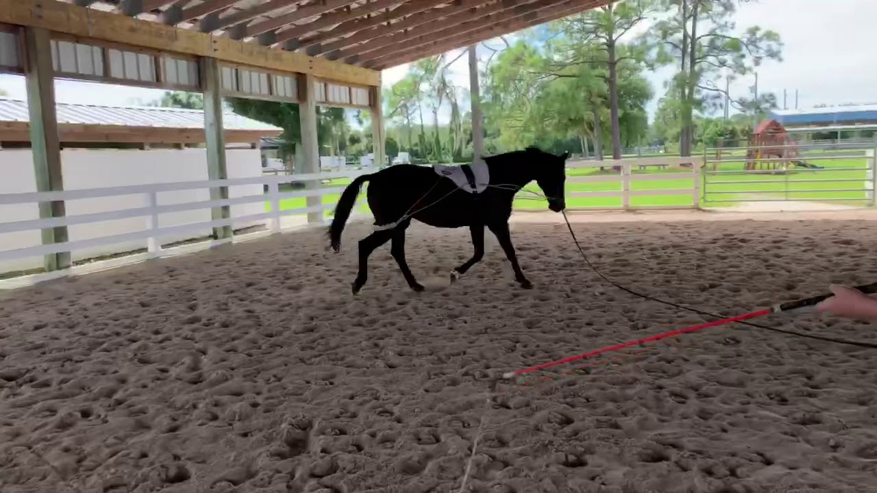 Pessoa lunging system YouTube