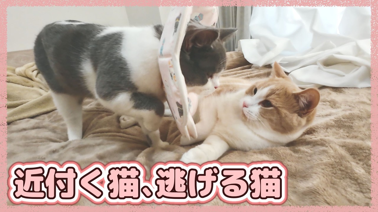 去勢してからよそよそしい同居猫に近付いていった結果…？