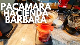 BREW Hacienda Barbara Pacamara!
