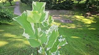 Liriodendron tulipifera 'Snowbird' liliovník tulipánokvětý