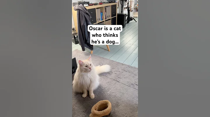 Watch the video about They say Maine Coon cats are more like dogs…