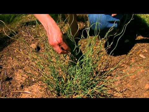 Video: Perennial Corkscrew Rush - Naučite kako uzgajati Corkscrew Rush Juncus