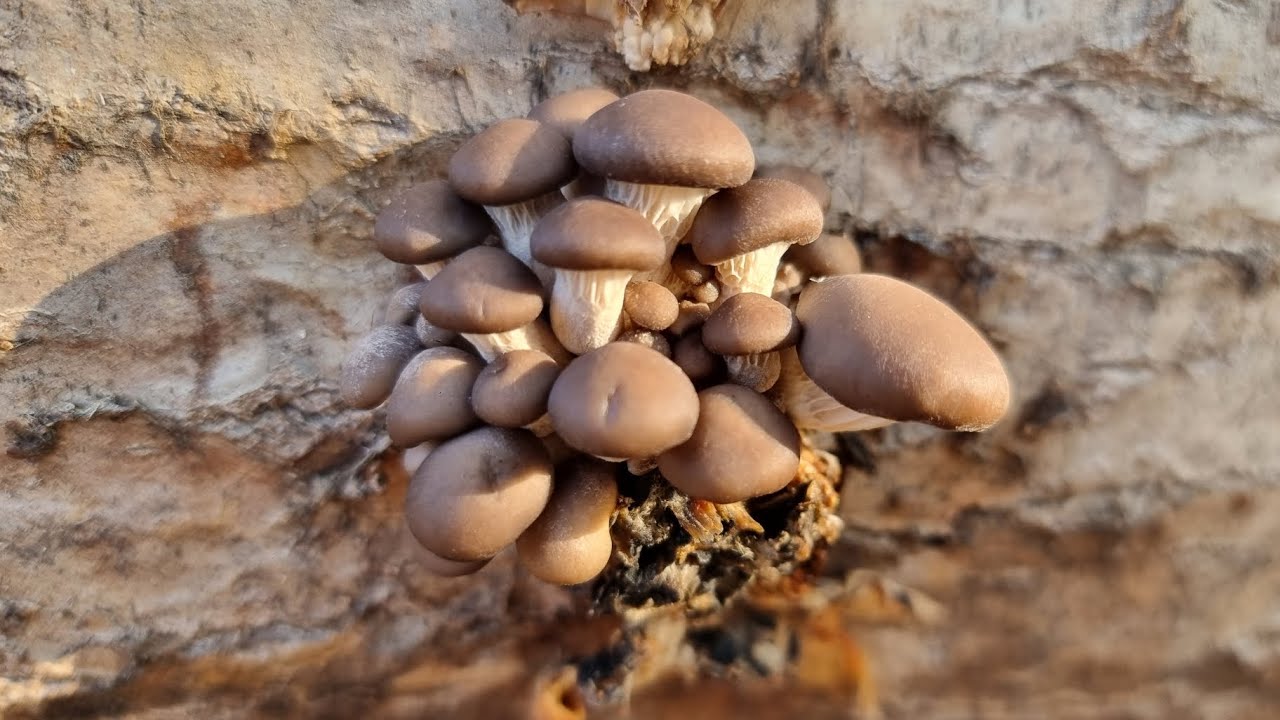 SETAS DE CARDO🍄 0°C🌡❄️ ¡SETAS DE INVIERNO! ¡MENUDA LOCURA!