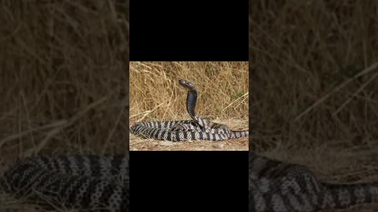 Laophis, Zebra Cobra, Bushmasters, and Desert Black Cobra