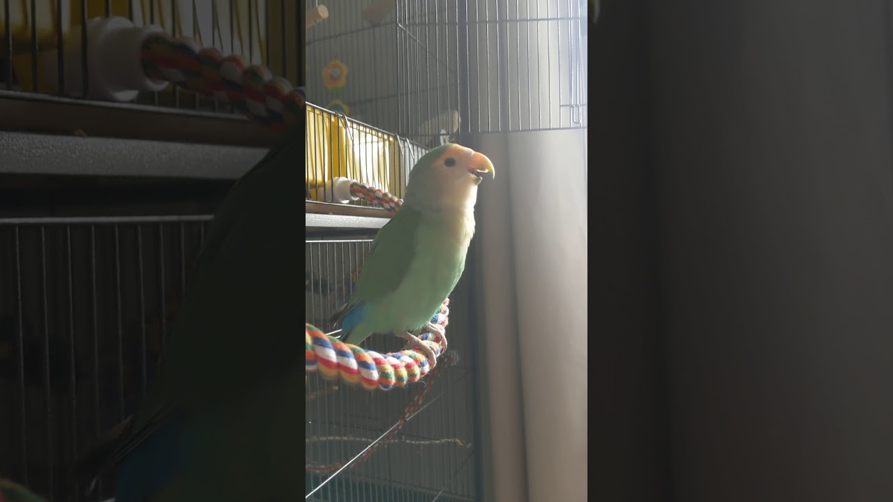 Singing Lovebird YouTube
