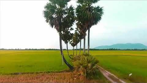 Thốt nốt trái tim - An Giang