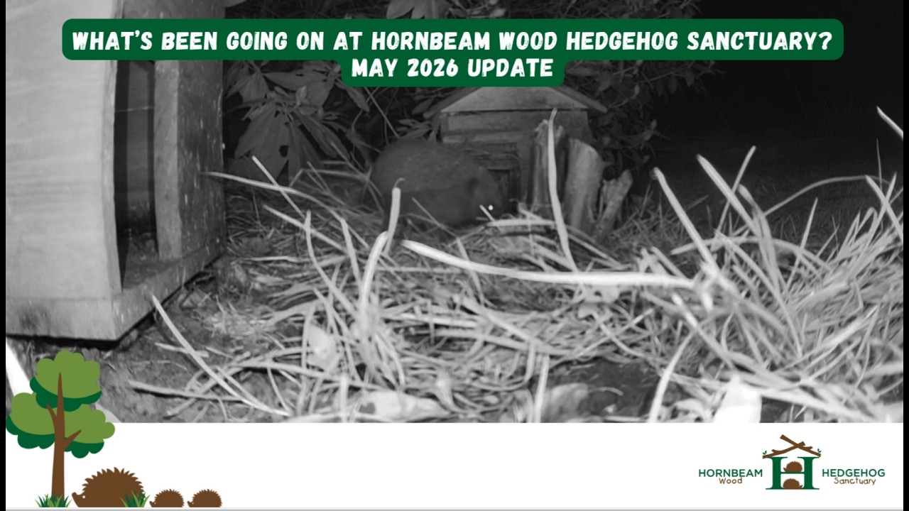 Welcome to our May 2026 new and update video roundup - Hornbeam Wood Hedgehog Sanctuary