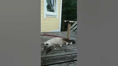 Video 9877371: siberian neva masquerade cat, kitten neva, siberian cat walking, siberian cat playing, kitten catching, feather