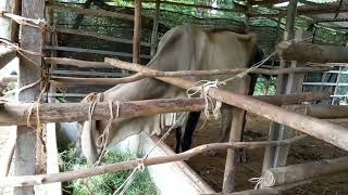 #เลี้ยงวัวแบบง่ายๆในหน้าฝน " ขอให้มีไว้ในฟาร์ม ? @ วิทยา สีดา