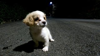 I found a little abandoned puppy in the dark, he is very hungry, I adopted him