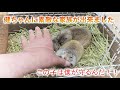 お迎え一週間で健ちゃんを守ってくれる家族ができました