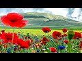 Where the flowers bloom (HD1080p)