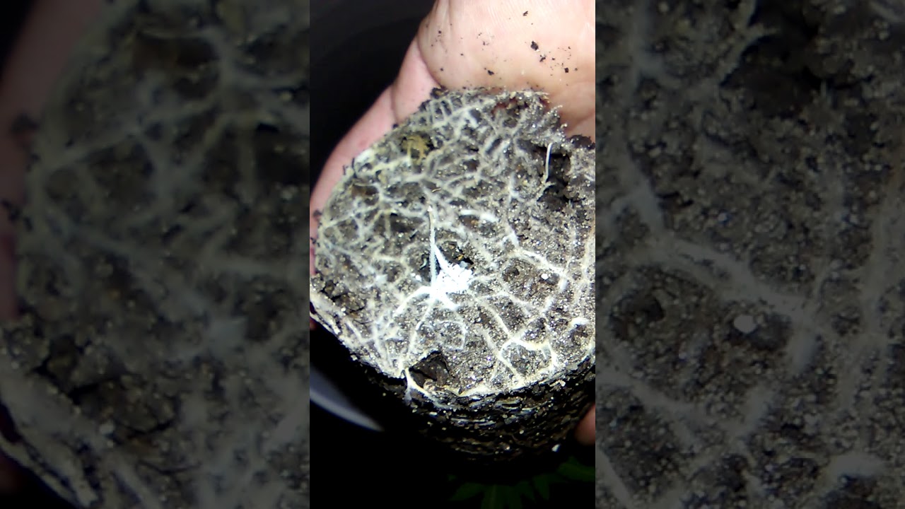 Indoor Hemp Grow (Cherry AK47 transplant)