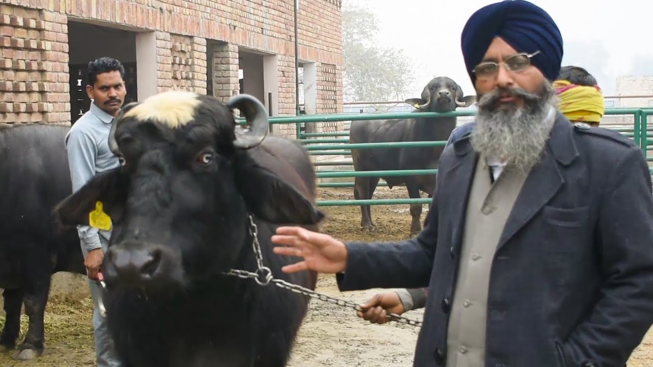 Ravi buffalo breed from Pakistan at Badal Farms Punjab