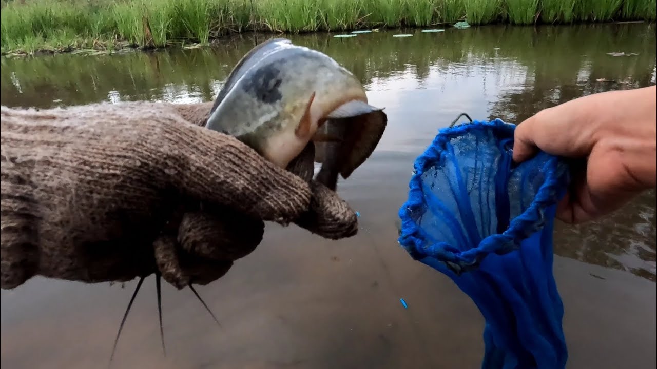 ดักตาข่าย4.5จะได้ปลาอะไรบ้างมาลุ้นกันครับ