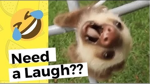 Random Funny Videos [Random Turtle] Try no to laugh