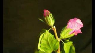 opengaande bloem screenshot 3