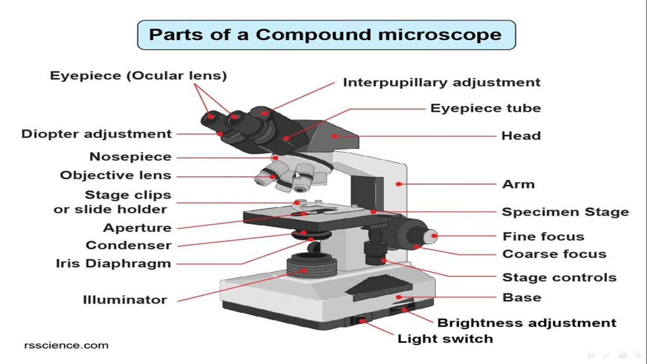 Medical Biology🧬🩺💉(Lec 1 For Practical About Lab  1Compound Microscope🔬 ✨) .