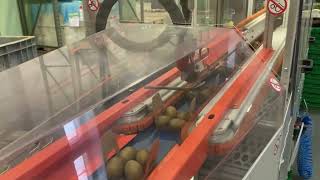 Elephant - Closing Machine For Cardboard Trays Kiwis - Chiuditrice Vassoi In Cartone Kiwi