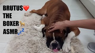 HINDI ASMR | Dog Head Massage And Scratching