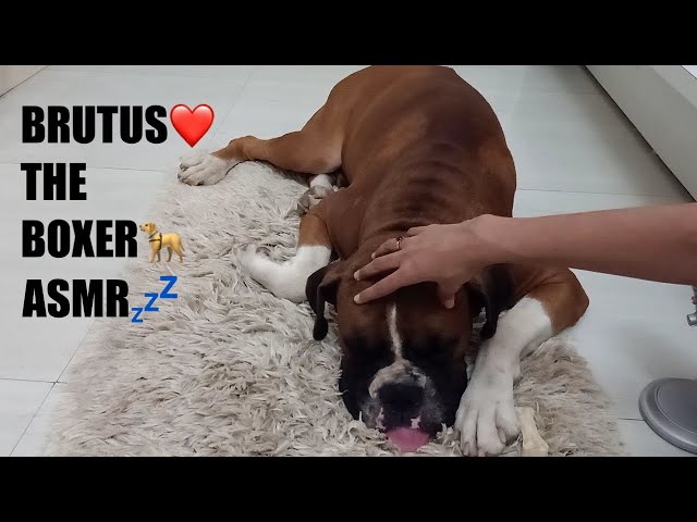 HINDI ASMR | Dog Head Massage And Scratching