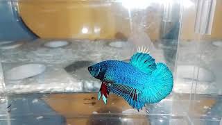 IKAN CUPANG BIRU METALIK || BETTA BLUE screenshot 4