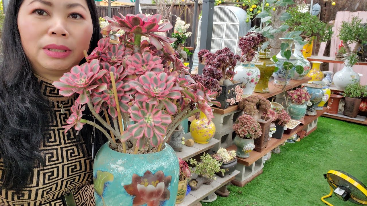 SEN ĐÁ BÁN ĐẸP MỚI LẠ 408 834 5979 📞 CHÚC TẾT MÙNG 2. 2026