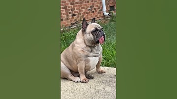 Cats, dogs, pets, animal lover 😍😹😘 #animals #funny #petshub #cat #lifeisbutadream #cute #petsrule