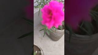 #pink aur white Moss Rose 🎋🌹