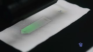 BIOL 121   Photosynthesis Chromatography