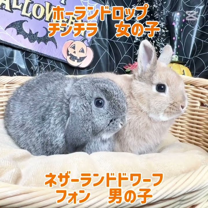 ももうさぎ【プロフ必読】 ももうさぎ@代理店様取引✖プロフ必読様 リクエスト 2点 まとめ商品