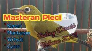 MASTERAN PLECI NEMBAK KENARI MANTENAN WITWIT TULIT TULIT - SUARA LEBIH JERNIH