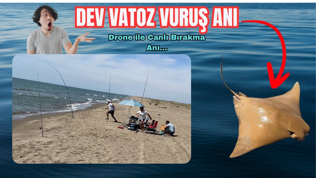 Dev Vatoz Balığı Aksiyonu ve Martı Kurtarma | Kıyıdan Drone ile Surf Casting Av (Adana Karataş)