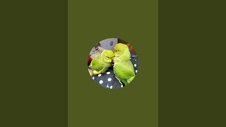 Chulbul Jojo Parrots Family LIVE 🦜 | Cute & Funny Moments 😍