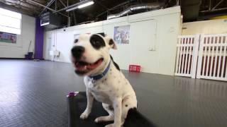 Jack Kraljovszky - Sarasota Dog Wizard