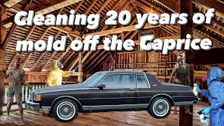 Cleaning 20 Plus Years of Mold Off The 1986 Caprice Classic Landau I Rescued  Before and After