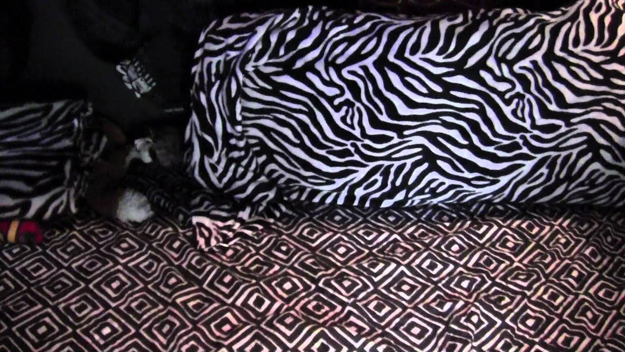 2012 Freightliner Cascadia Interior