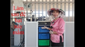 Làm sao để hạt nảy mầm? | Bột ngũ cốc mầm Kim Hồng