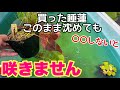 買った睡蓮○○しないと咲きません！開花させるポイント解説！メダカ睡蓮ビオトープ