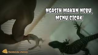 ngasih makan "Nebu menu cicak"