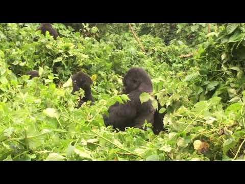 Video: Spänningen Att Leta Efter Och Hitta Gorillaer I Virunga National Park