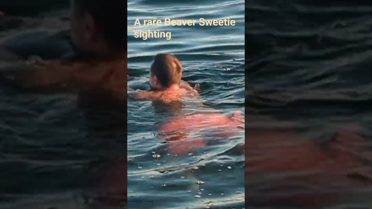 A Rare Beaver Sweetie Sighting
