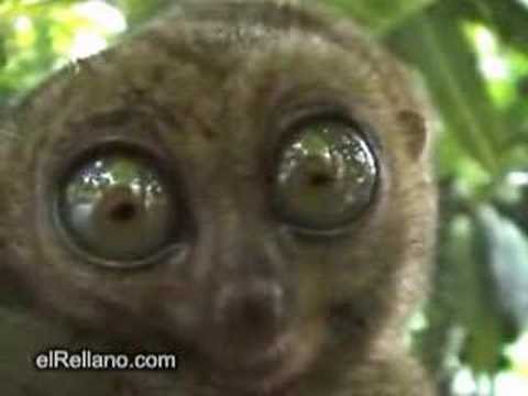 Lemur-THX.wmv