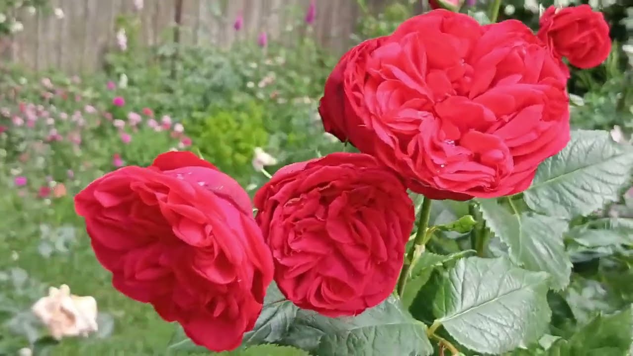 Róże w pełni kwitnienia 🌹