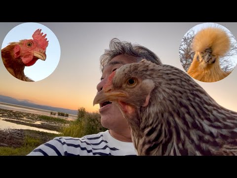 ニワトリ What happens when you show a chicken a lake? - YouTube