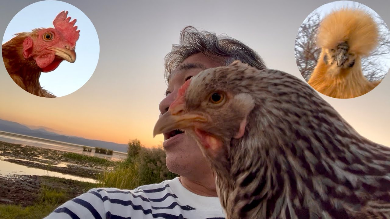 What happens when you show a chicken a lake? - YouTube