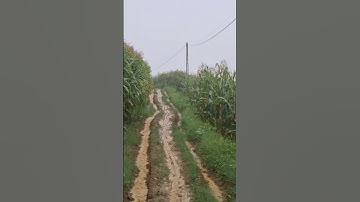 vì đang mê gà rừng mà không ngại cơn báo số 5 phải đi cho gà ăn uống và bảo vệ gà.qaib qus