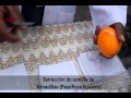Propagación de Frutales - Semillas