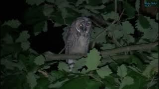 Sowa uszata odgłosy | Pisk młodych uszatek | Uszatka głos | long-eared owl | ушастая сова